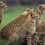 7 Days Tanzania Lodge Safari