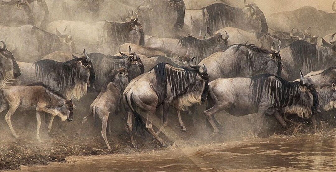 7 Days Mid-Range to Serengeti Wildebeest Migration Tour