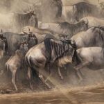 7 Days Mid-Range Serengeti Wildebeest Migration Safari