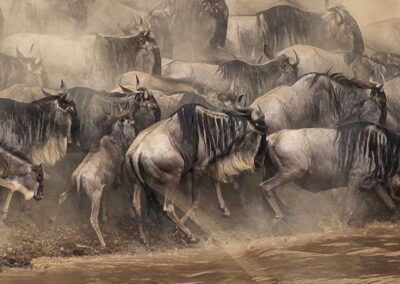 7 Days Mid-Range Serengeti Wildebeest Migration Safari