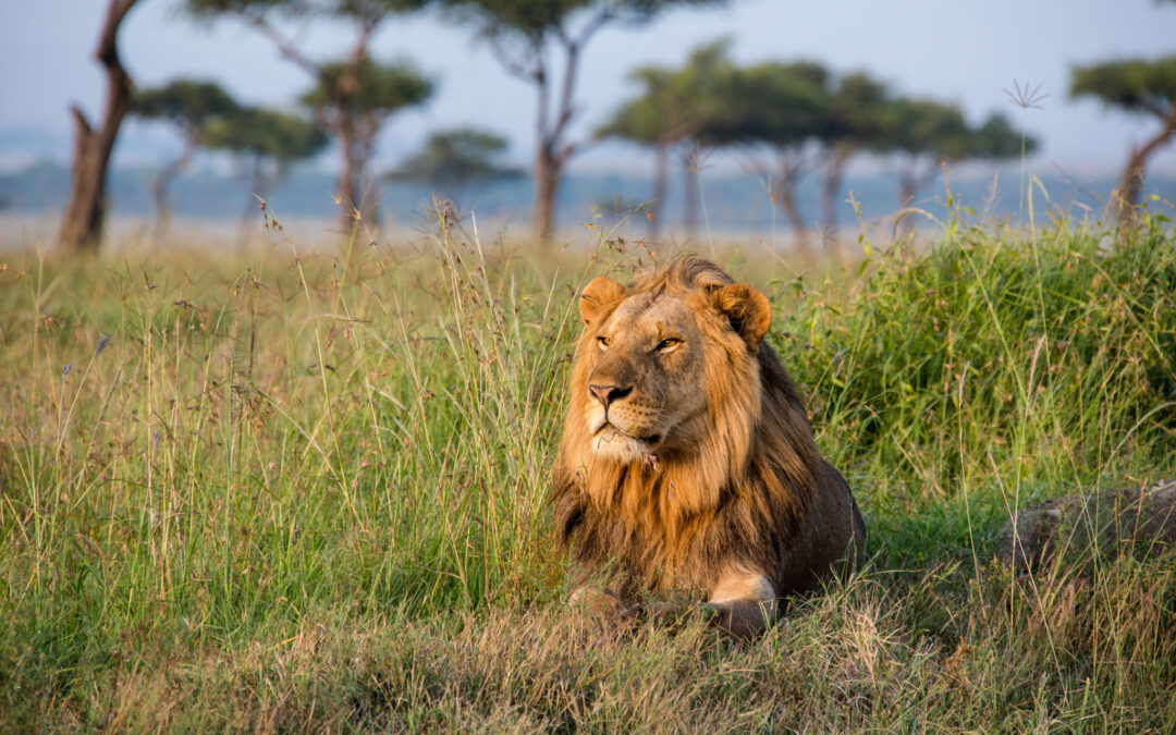 5 Days Tanzania Midrange Safari