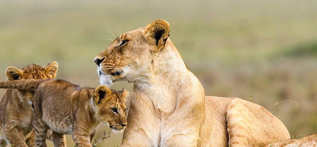 5-Days Serengeti Big Five Safari Tour