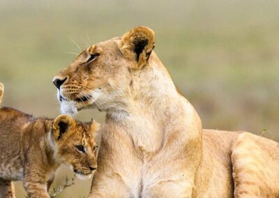 5-Days Serengeti Big Five Safari Tour
