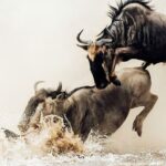 4 Days Tanzania Lodge Safari