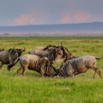 Wildebeest Migration