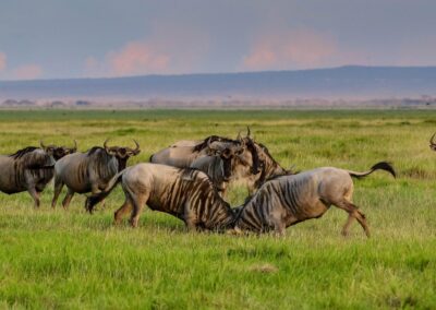 Wildebeest Migration