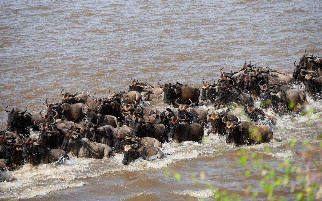 14-Day Midrange Safari: Spectacular Wildebeest Migration