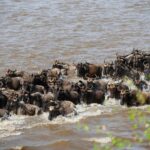 Wildebeest Migration-Mara River Crossing