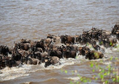 14-Day Midrange Safari: Spectacular Wildebeest Migration
