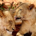 Lion caring each other at Serengeti National Park